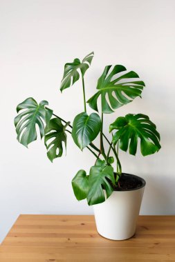 Beautiful monstera flower in a white pot stands on a wooden table on a white background. The concept of minimalism. Hipster scandinavian style room interior. Empty white wall and copy space. clipart