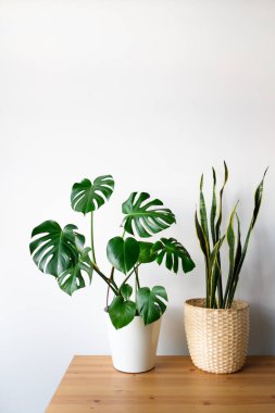 Sansevieria ve Monstera modern bir iç mekanda, minimalizm ve skandal tarzı. Renklerin güzel bir kombinasyonu: yeşil ve beyaz. Modern bir iç mekanın detayları. İç Tasarım