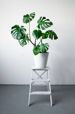 Beyaz tencerede güzel bir Monstera çiçeği beyaz arka planda beyaz ahşap bir kaidede duruyor. Minimalizm kavramı. Hipster İskandinav tarzı iç mekan. 