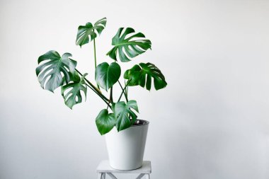 Beyaz tencerede güzel bir Monstera çiçeği beyaz arka planda beyaz ahşap bir kaidede duruyor. Minimalizm kavramı. Hipster İskandinav tarzı iç mekan. 