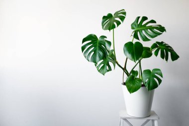 Beyaz tencerede güzel bir Monstera çiçeği beyaz arka planda beyaz ahşap bir kaidede duruyor. Minimalizm kavramı. Hipster İskandinav tarzı iç mekan. 