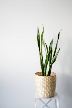 Sansevieria modern bir iç mekanda, minimalizm ve skandal tarzı. Renklerin güzel bir kombinasyonu: yeşil ve beyaz. Modern bir iç mekanın detayları. İç Tasarım