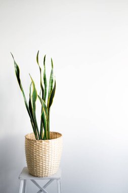 Sansevieria modern bir iç mekanda, minimalizm ve skandal tarzı. Renklerin güzel bir kombinasyonu: yeşil ve beyaz. Modern bir iç mekanın detayları. İç Tasarım