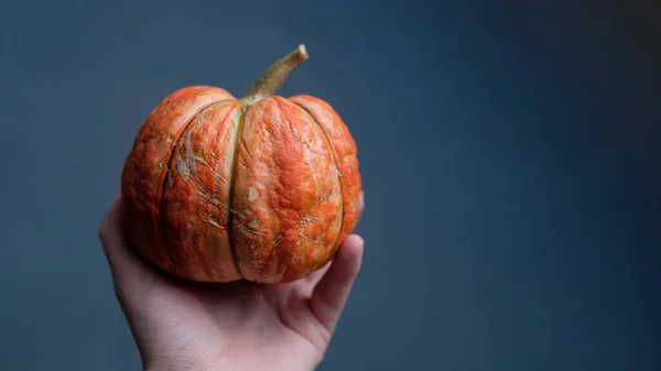 Orangefarbener Kürbis Weiblicher Hand Auf Dunkelblauem Hintergrund Vorlage Herbst Erntedankfest — Stockfoto