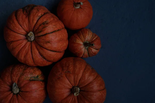 Pomarańczowe Dynie Ciemnoniebieskim Tle Szablon Jesień Żniwa Dziękczynienie Halloween Rocznica — Zdjęcie stockowe