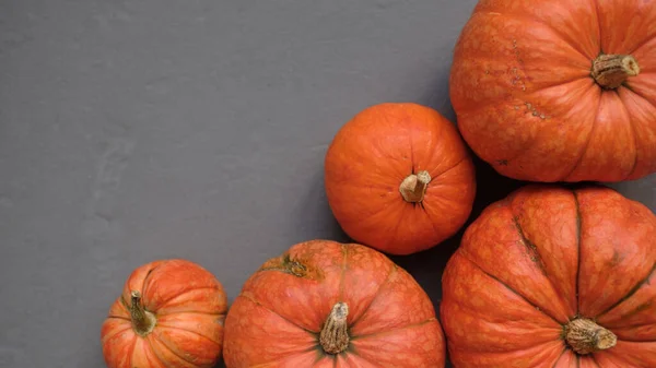 Orange Pumpor Trälåda Grå Bakgrund Ovanifrån Platt Låg Mall Höst — Stockfoto