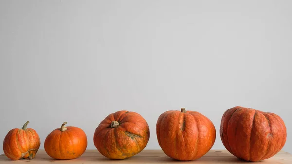 Halloween Och Thanksgiving Höstkoncept Orange Pumpor Olika Storlekar Ett Träbord — Stockfoto