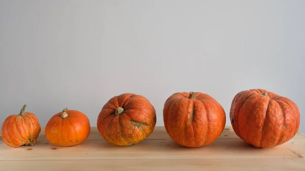 Halloween Acción Gracias Concepto Otoño Calabazas Naranjas Diferentes Tamaños Sobre —  Fotos de Stock