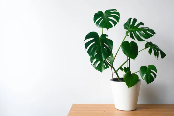 Frumoasa Floare Monstera Într Oală Albă Stă Masă Lemn Fundal — Fotografie, imagine de stoc