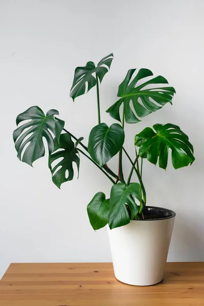 Bela Flor Monstera Pote Branco Fica Uma Mesa Madeira Fundo — Fotografia de Stock