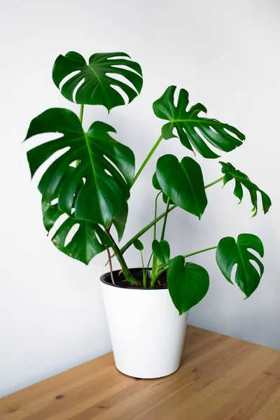 Bela Flor Monstera Pote Branco Fica Uma Mesa Madeira Fundo — Fotografia de Stock