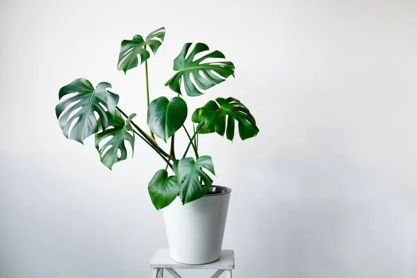 Beyaz tencerede güzel bir Monstera çiçeği beyaz arka planda beyaz ahşap bir kaidede duruyor. Minimalizm kavramı. Hipster İskandinav tarzı iç mekan. 