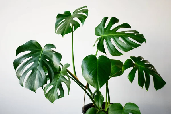 Monstera Interior Moderno Concepto Minimalismo Estilo Escandaloso Una Hermosa Combinación — Foto de Stock