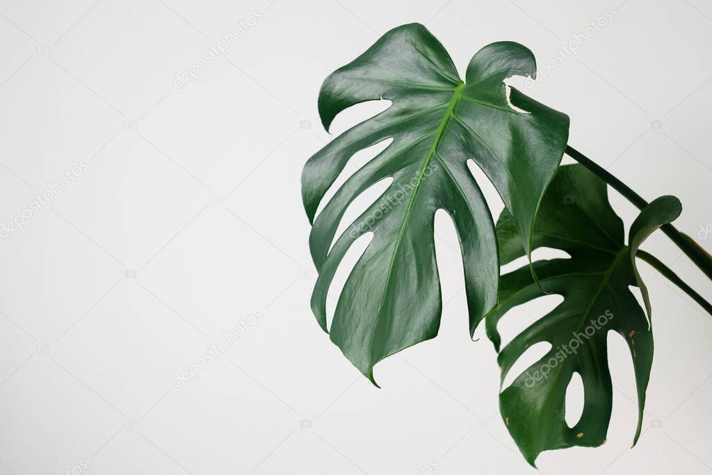 Monstera in a modern interior, the concept of minimalism and scandy style. A beautiful combination of colors: green and white. Details of a modern interior. Interior Design