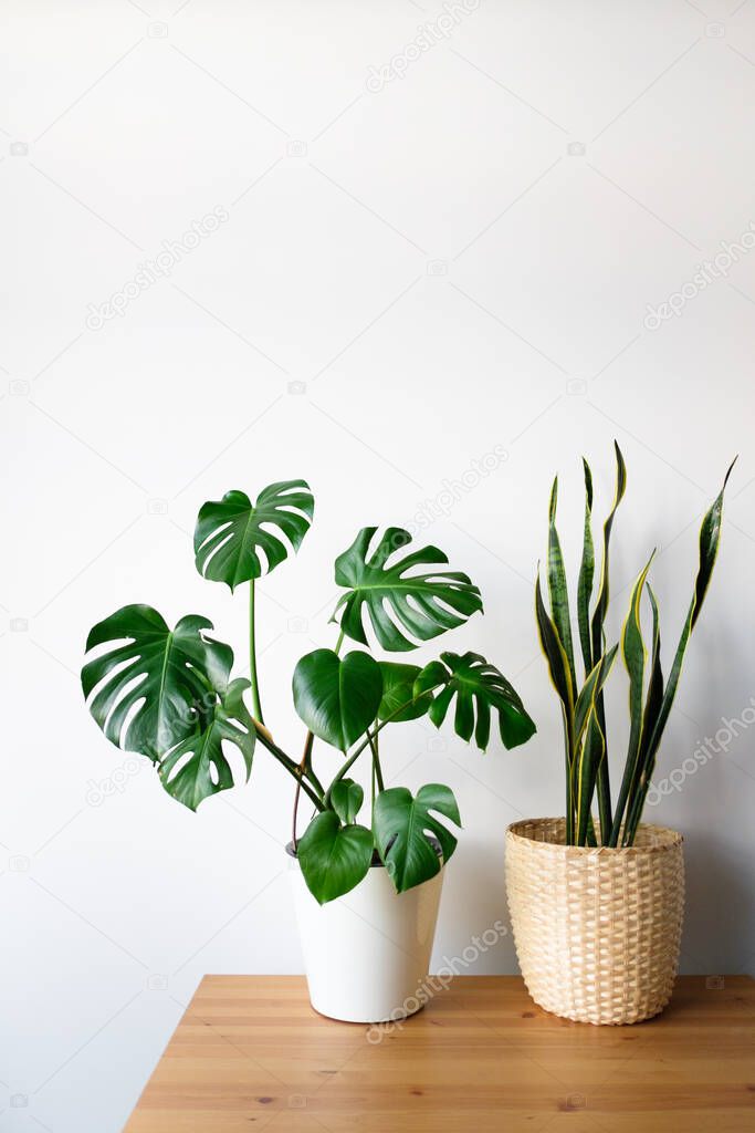 Sansevieria and Monstera in a modern interior, the concept of minimalism and scandy style. A beautiful combination of colors: green and white. Details of a modern interior. Interior Design