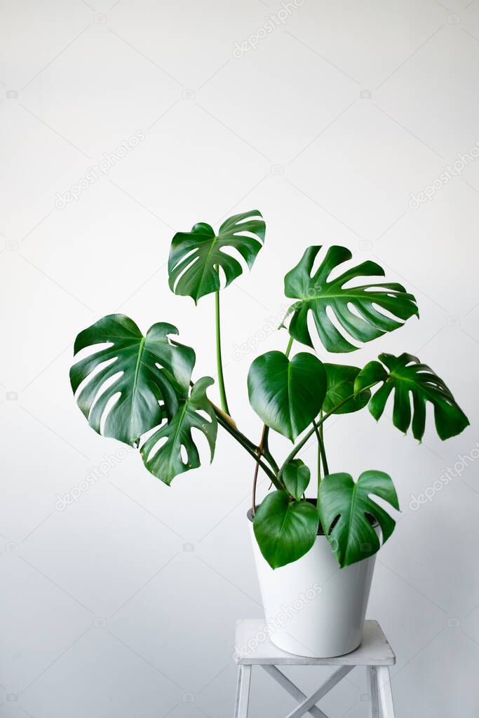 A beautiful Monstera flower in a white pot stands on a white wooden pedestal stand on a white background. The concept of minimalism. Hipster scandinavian style room interior. 