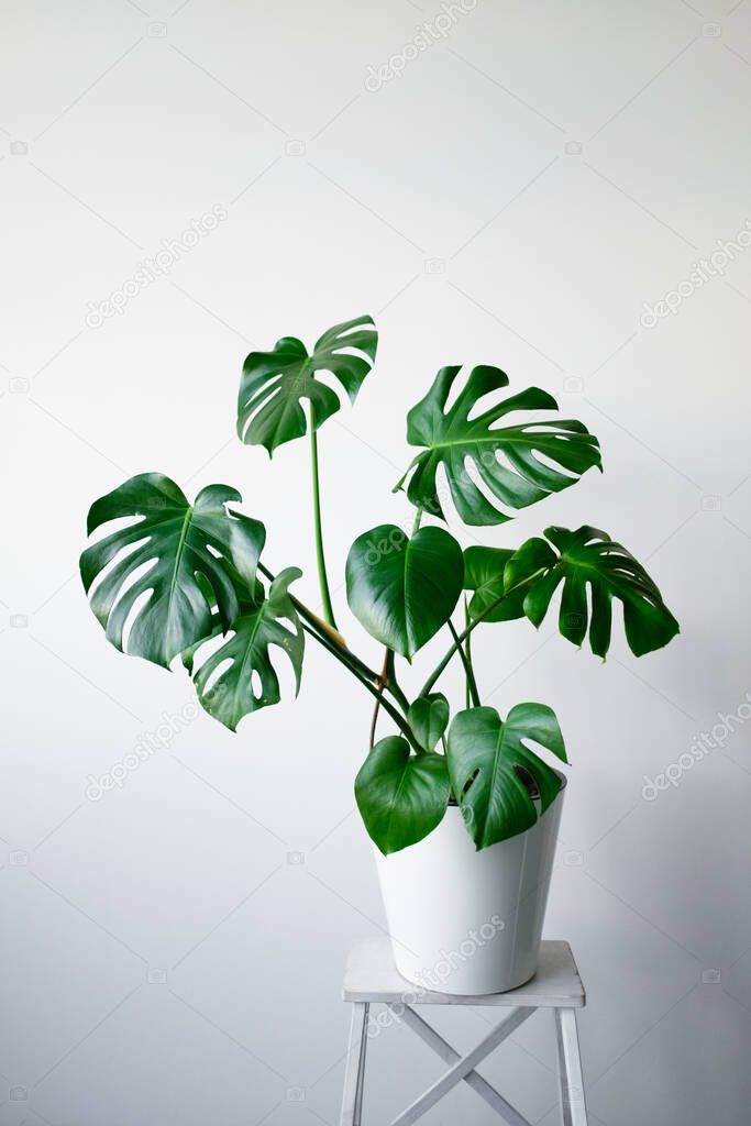 A beautiful Monstera flower in a white pot stands on a white wooden pedestal stand on a white background. The concept of minimalism. Hipster scandinavian style room interior. 