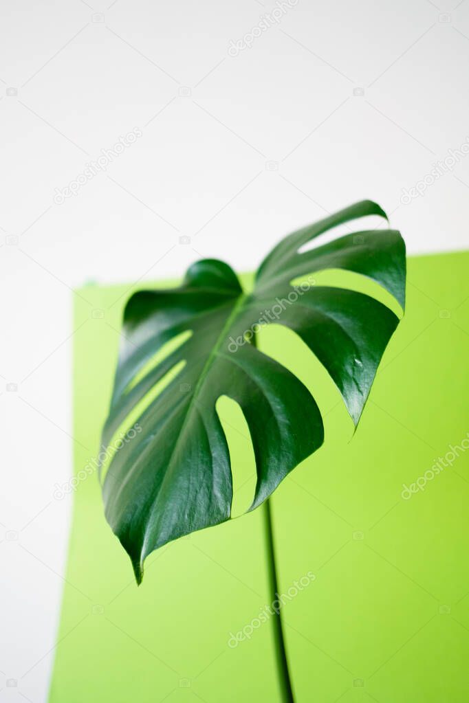 Monstera in a modern interior, the concept of minimalism and scandy style. A beautiful combination of colors: green and white. Details of a modern interior. Interior Design
