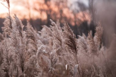 Gölde kuru kamış, kamış tabakası, kamış tohumları. Sonbaharda güneşte altın kamış otu. Soyut doğal arkaplan. Tarafsız renklerle güzel bir desen. Asgari, şık, eğilim konsepti.