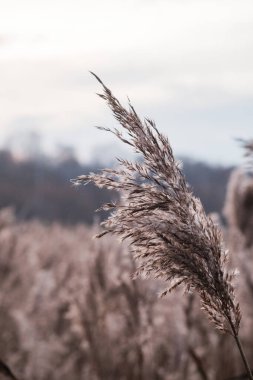 Gölde kuru kamış, kamış tabakası, kamış tohumları. Sonbaharda güneşte altın kamış otu. Soyut doğal arkaplan. Tarafsız renklerle güzel bir desen. Asgari, şık, eğilim konsepti.