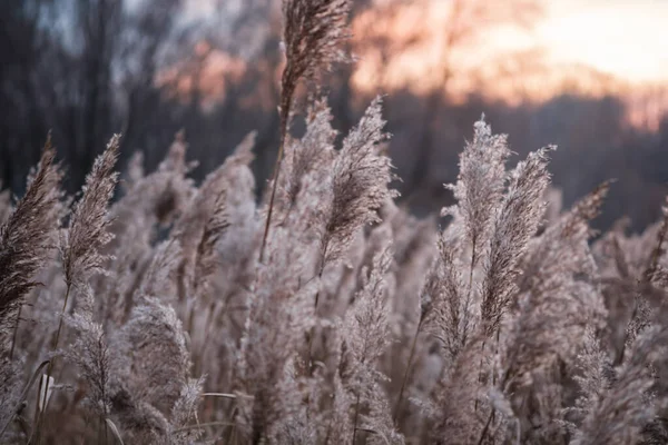 Gölde kuru kamış, kamış tabakası, kamış tohumları. Sonbaharda güneşte altın kamış otu. Soyut doğal arkaplan. Tarafsız renklerle güzel bir desen. Asgari, şık, eğilim konsepti.