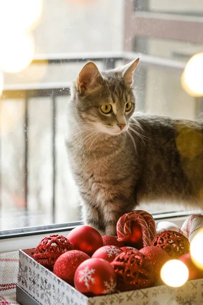 Chat Gris Est Assis Près Fenêtre Côté Jouets Noël Rouges — Photo