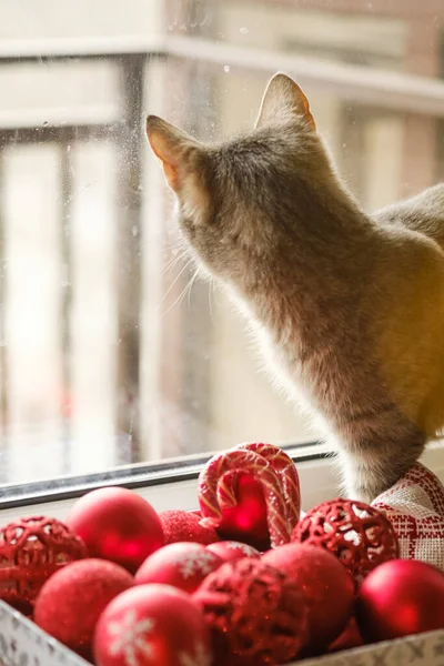 A gray cat is sitting by the window next to red Christmas toys. Cozy new year. Christmas card with christmas lights and decorations. Selective focus. Christmas background.