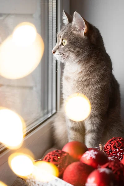 A gray cat is sitting by the window next to red Christmas toys. Cozy christmas. Cat and Christmas lights. Cat and christmas. Selective focus.