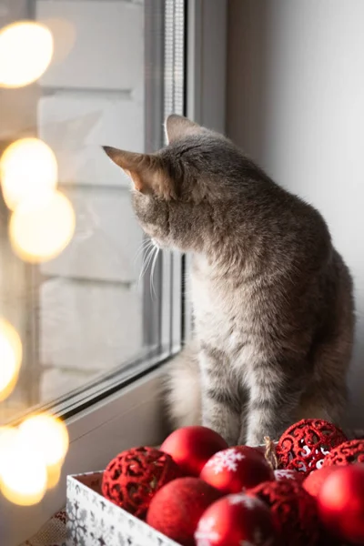 A gray cat is sitting by the window next to red Christmas toys. Cozy christmas. Cat and Christmas lights. Cat and christmas. Selective focus.