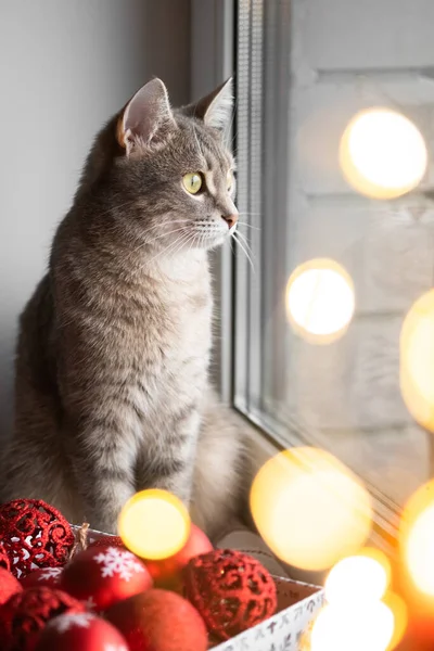 Chat Gris Est Assis Près Fenêtre Côté Jouets Noël Rouges — Photo