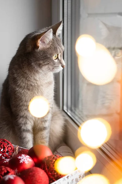 Chat Gris Est Assis Près Fenêtre Côté Jouets Noël Rouges — Photo