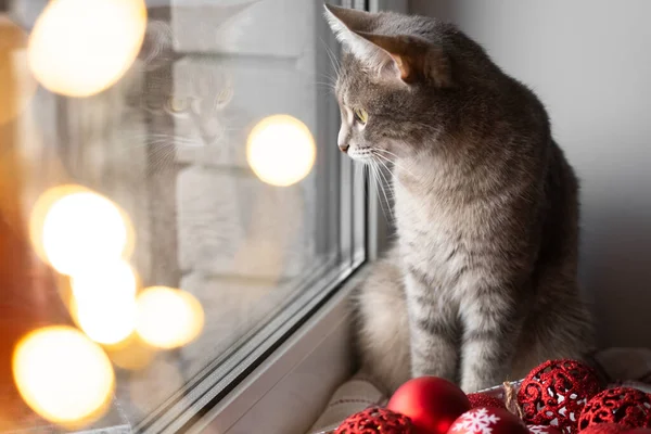 Harmaa Kissa Istuu Ikkunan Vieressä Punaisten Joululelujen Vieressä Viihtyisä Joulu — kuvapankkivalokuva