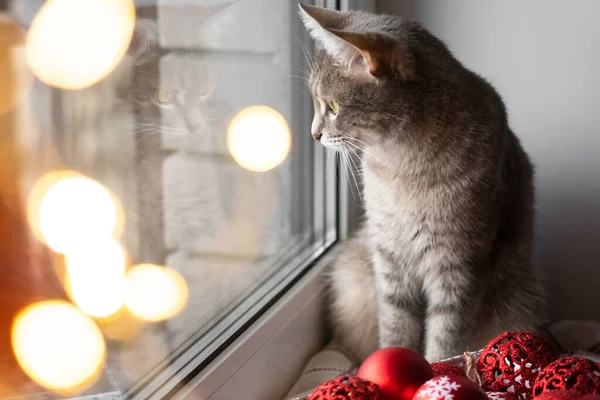 Chat Gris Est Assis Près Fenêtre Côté Jouets Noël Rouges — Photo