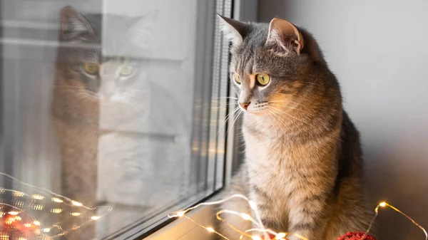 Harmaa Kissa Istuu Ikkunan Vieressä Punaisten Joululelujen Vieressä Viihtyisä Joulu — kuvapankkivalokuva