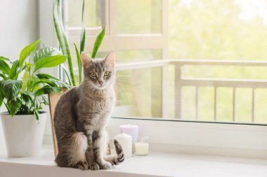 Gri çizgili evcil bir kedi, beyaz tencerelerdeki kapalı alandaki bitkilerin yanındaki pencerenin üzerinde oturur. Modern bir İskandinav tarzı apartman dairesi. Veteriner klinikleri, kediler ve kedi maması siteleri için görüntü.