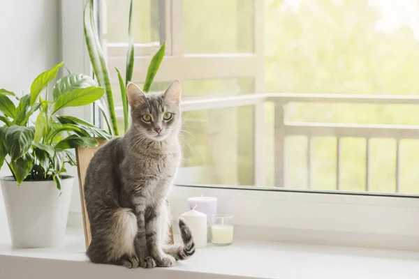 Gri çizgili evcil bir kedi, beyaz tencerelerdeki kapalı alandaki bitkilerin yanındaki pencerenin üzerinde oturur. Modern bir İskandinav tarzı apartman dairesi. Veteriner klinikleri, kediler ve kedi maması siteleri için görüntü.