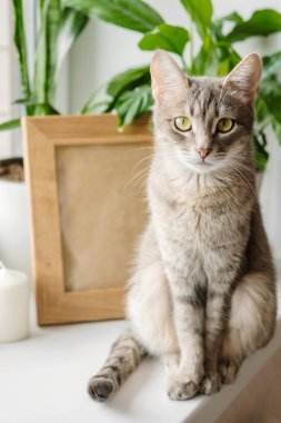 Gri çizgili evcil bir kedi, beyaz tencerelerdeki kapalı alandaki bitkilerin yanındaki pencerenin üzerinde oturur. Modern bir İskandinav tarzı apartman dairesi. Veteriner klinikleri, kediler ve kedi maması siteleri için görüntü.