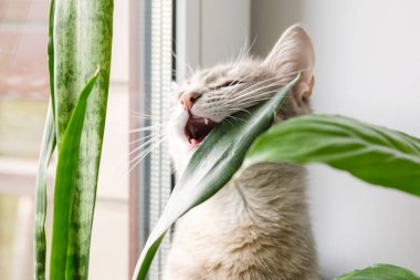Gri çizgili evcil bir kedi pencereye oturur ve saksılarda kapalı alandaki bitkileri çiğner. Veteriner klinikleri için görüntü, kedilerle ilgili siteler