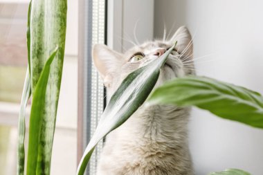 Gri çizgili evcil bir kedi pencerenin kenarında oturur ve saksılarda ev bitkilerini koklar. İskandinav tarzında modern bir apartman dairesi. Veteriner klinikleri için görüntü, kedilerle ilgili siteler
