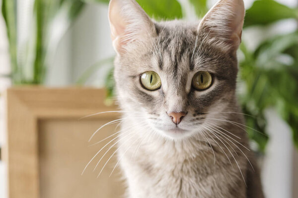Close-up portrait of a gray striped domestic cat sitting on a window around houseplants. Image for veterinary clinics, sites about cats, for cat food.