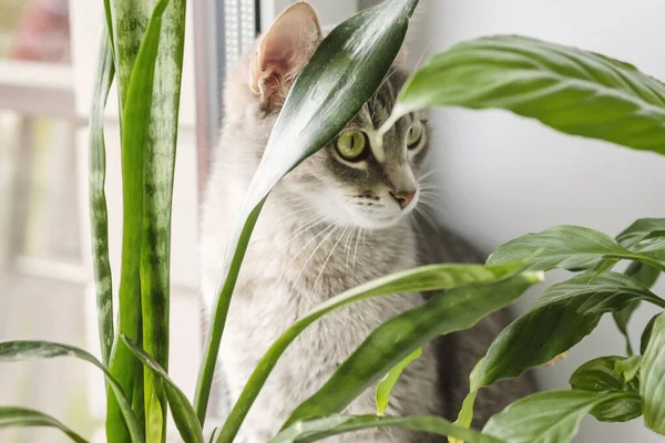 Retrato Cerca Gato Doméstico Rayas Grises Sentado Una Ventana Alrededor —  Fotos de Stock