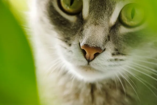 Retrato Close Gato Doméstico Cinza Através Folhas Verdes Plantas Domésticas — Fotografia de Stock