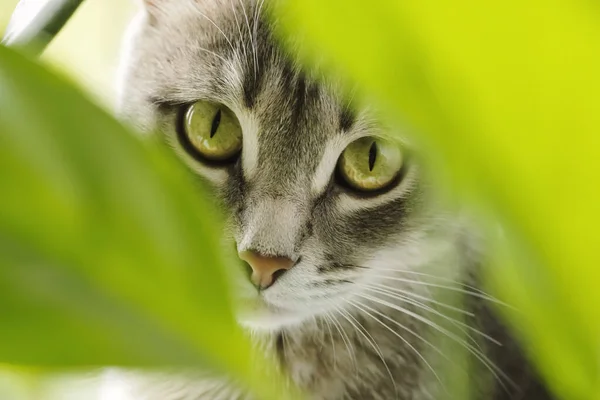 Primer Plano Retrato Gato Doméstico Gris Través Hojas Verdes Plantas —  Fotos de Stock