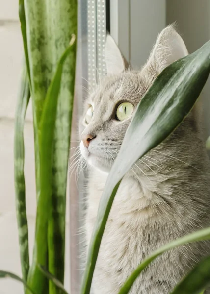 Retrato Cerca Gato Doméstico Rayas Grises Sentado Una Ventana Alrededor —  Fotos de Stock