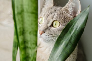 Ev bitkilerinin penceresinde oturan gri çizgili evcil bir kedinin yakın plan portresi. Veteriner klinikleri, kediler ve kedi maması siteleri için görüntü.