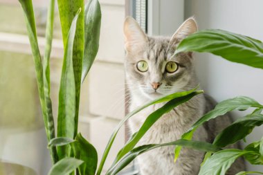 Ev bitkilerinin penceresinde oturan gri çizgili evcil bir kedinin yakın plan portresi. Veteriner klinikleri, kediler ve kedi maması siteleri için görüntü.
