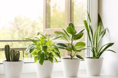 Pencere kenarındaki ev çiçekleri ve bitkiler Sansevieria, Ficus elastica, Spathiphyllum, kaktüs. Ev bitkileri bakım konsepti. Modern bir İskandinav tarzı daire.