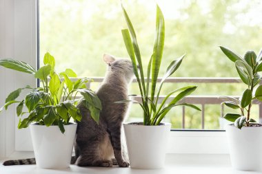 Gri çizgili evcil bir kedi pencerenin kenarında oturur ve saksılarda ev bitkilerini koklar. İskandinav tarzında modern bir apartman dairesi. Veteriner klinikleri için görüntü, kedilerle ilgili siteler