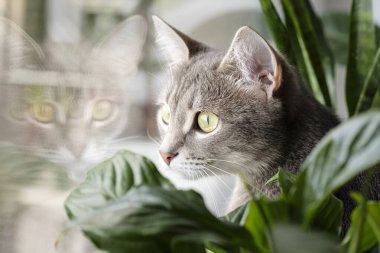 Ev bitkilerinin penceresinde oturan gri çizgili evcil bir kedinin yakın plan portresi. Veteriner klinikleri, kediler ve kedi maması siteleri için görüntü.