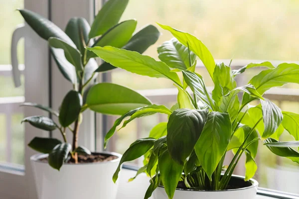 窓辺の白いポットの家の花や植物 サンセベリア フィカス エラスティカ スパシフィラム サボテン ホーム植物ケアの概念 現代的なスカンディナヴィア様式のアパートのインテリア — ストック写真